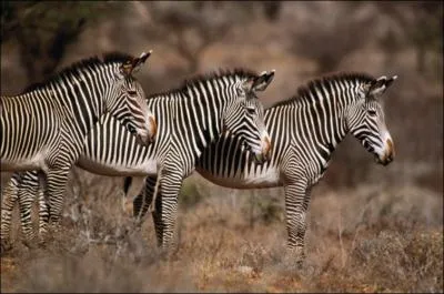 Quelle est cette espce d'animal ?