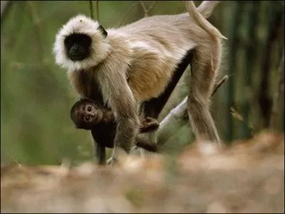 Lui se balance, dans les branches, du côté de New-Dehli !
