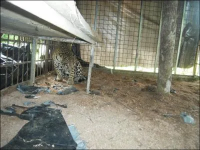 Il chasse, entre autres, dans un pays dont la capitale est Paramaribo !