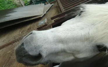 Quiz Galop 1