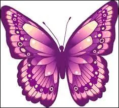 Quelle est la couleur de ce papillon ?