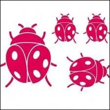 Quelle est la couleur de ces coccinelles ?