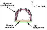 Quel est l'organe qui est formé par une série d'anneaux cartilagineux en forme de C assez régulièrement superposés ?