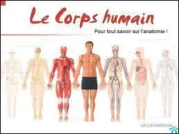 Qu'est-ce que le mdiastin ?