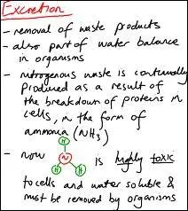 Lequel n'est pas un organe excrtoire ?