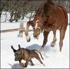 Le cheval est-il content ?