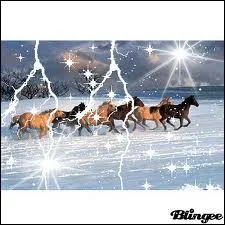 Les chevaux sauvages sont :