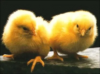 Quel surnom se donnent Marion et Cdric ?