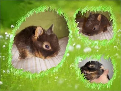 Alors, lapin ou hamster ?