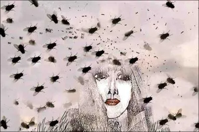 Combien y a-t-il de mouches ? (clique sur la photo pour agrandir l'image)