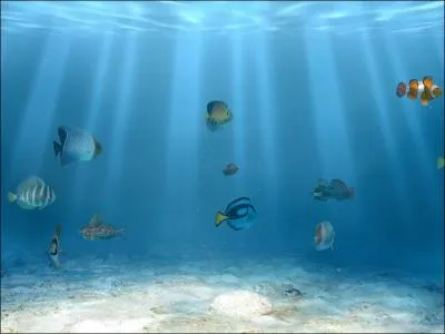 Combien y a-t-il de poissons sur cette image ? (clique sur la photo pour agrandir l'image)