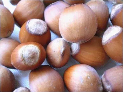 Qui mange des noisettes ?