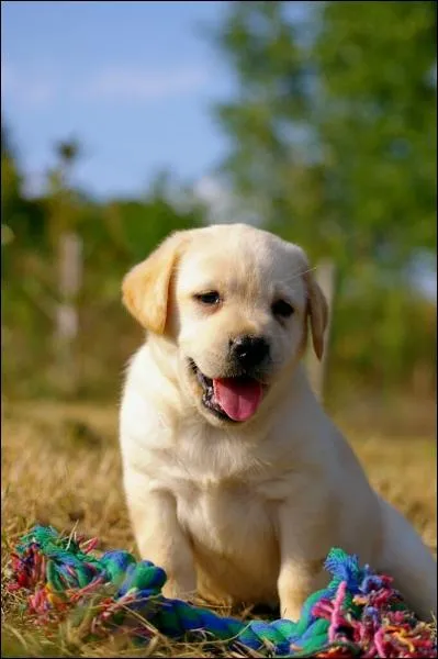 Alors, tigre ou chien ?