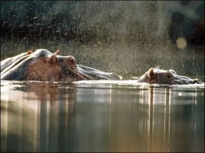 Il arrive  l'hippopotame de manger de la viande !