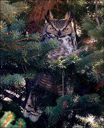 Son nom suggre le faste d'une cour !