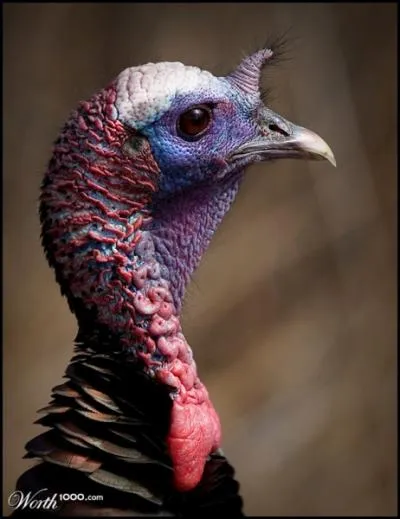 Glougloute dans la basse-cour !