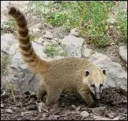 Petit carnivore d'Amrique du Sud qui vit en bandes !