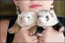 Quels sont ces bbs ?