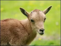 Quel est ce jeune animal ?