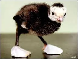 Quel est cet animal ?