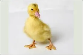 Reconnaissez-vous ce bb ?