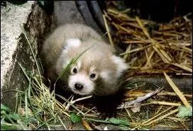 Quel est cet animal ?