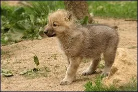 Reconnaissez-vous celui-ci ?