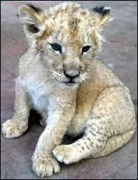 Quel est ce jeune flid ?