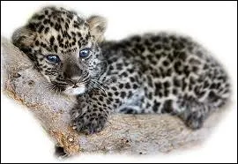 Reconnaissez-vous ce bb flin ?