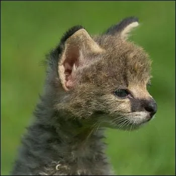 Quel est ce petit animal ?