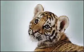 Reconnaissez-vous cet animal ?