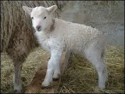 Quel est cet animal ?