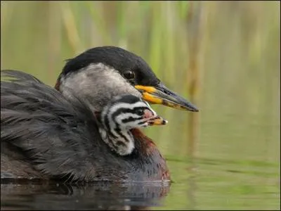 Il peut tre castagneux et mange des poissons !