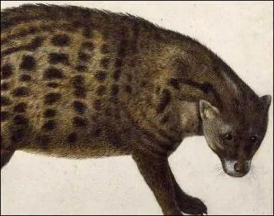 Petit mammifre carnivore, elle adore les oeufs !