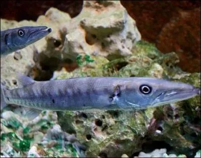 C'est un carnassier marin, il a la forme d'un brochet trs allong !