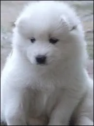 Quel est cet animal ?