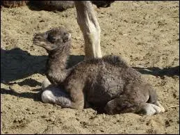 Vous avez reconnu ce bb :