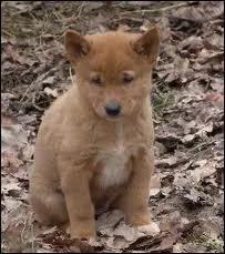 Quel est cet animal ?