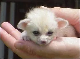 Quel est ce petit animal ?