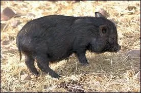 Quel est cet animal ?