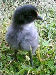 Quel est ce petit animal ?