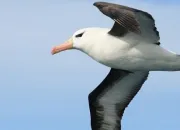 Quiz Les animaux que j'adore... 