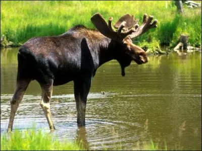 Comment se nomme cet animal ?