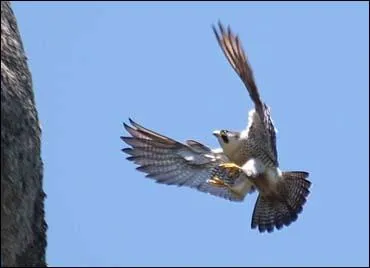 Comment se nomme cet animal ?