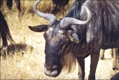 Comment se nomme cet animal ?