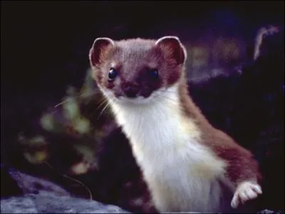 Comment se nomme cet animal ?