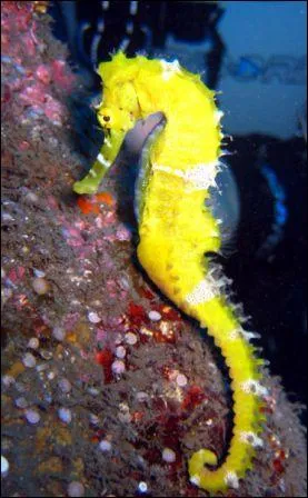 Comment se nomme cet animal ?