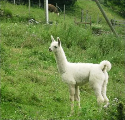 Comment se nomme cet animal ?