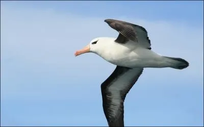 Comment se nomme cet animal ?