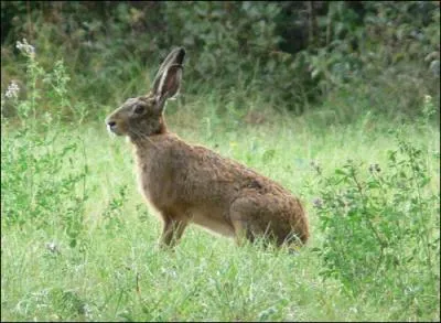 Comment se nomme cet animal ?